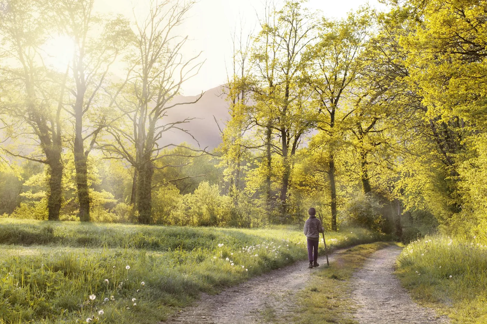 A person walks along a sunlit path between trees, the kind of incidental outdoor time that adds up to meaningful UVB without requiring deliberate sunbathing.